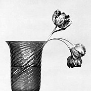 mapplethorpe tulipani 1982