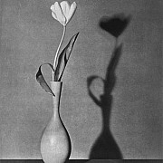mapplethorpe tulipano 1983