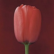 mapplethorpe tulipano 1988 6