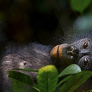 christian ziegler bonobos our unknown cousins