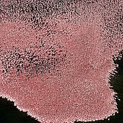 yann arthus bertrand fenicotteri rosa lago nakuru kenya piccola