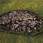 yann arthus bertrand mucche campo kichwa tembo kenya