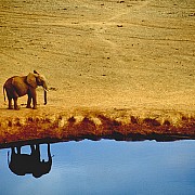 elephant reflection stevemac 107555302